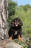 CAVALIER KING CHARLES 070